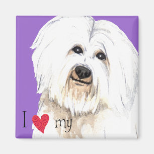 I Love my Coton de Tulear Magnet