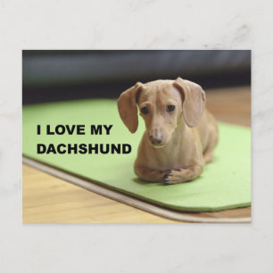 I Love My Cream Dachshund with picture Postcard