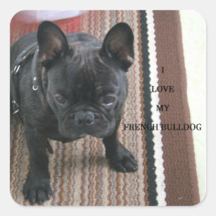 I Love My French Bulldog Square Sticker