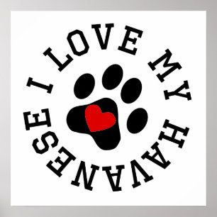 I Love My Havanese Poster