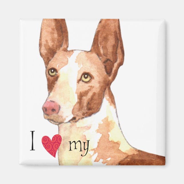 I Love my Ibizan Hound Magnet (Front)
