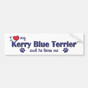 I Love My Kerry Blue Terrier (Male Dog) Bumper Sticker