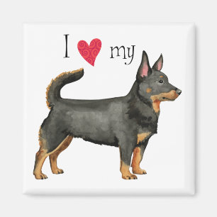 I Love my Lancashire Heeler Magnet