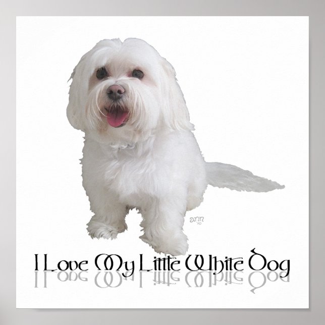 I Love My Little White Dog - Havanese Poster (Front)