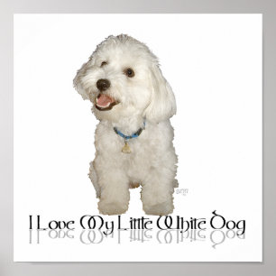 I Love My Little White Dog - Havanese Poster