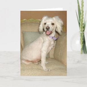 I Love My Little White Dog Poodle / Bichon Mix Card
