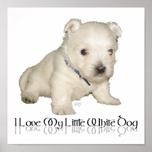 I Love My Little White Dog - Westie Puppy Poster