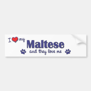 I Love My Maltese (Multiple Dogs) Bumper Sticker