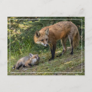 I Love My Mom Postcard