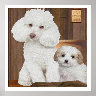 I love my Poodle Poster