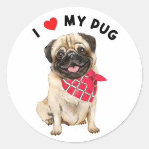 I Love My Pug Cute Pug Puppy Dog with Scarf Art Classic Round Sticker