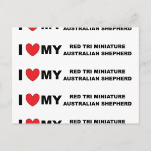 i love my red tri mini aussie postcard