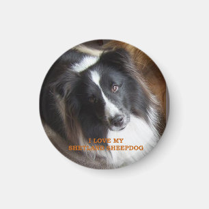 I Love My Shetland Sheepdog Magnet