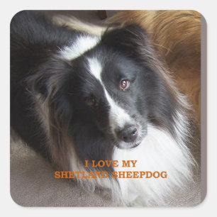 I Love My Shetland Sheepdog Square Sticker