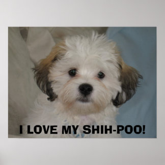 I LOVE MY SHIH-POO! POSTER