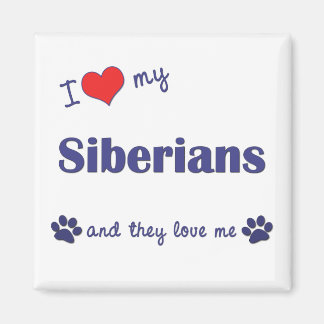 I Love My Siberians (Multiple Cats) Magnet