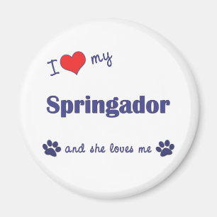 I Love My Springador (Female Dog) Magnet