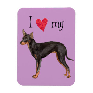 I Love my Toy Manchester Terrier Magnet