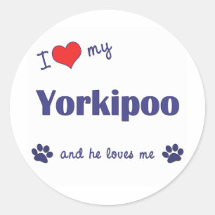 I Love My Yorkipoo (Male Dog) Classic Round Sticker