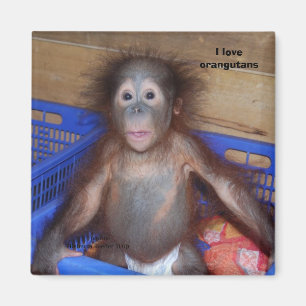 I love orangutans magnet