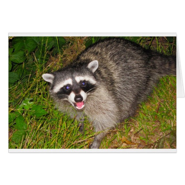 I Love Raccoons! (Front Horizontal)