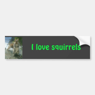 I love squirrels bumper sticker