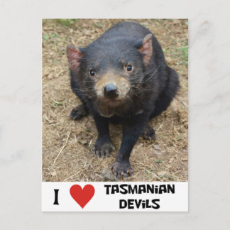 I love Tasmanian devils Postcard