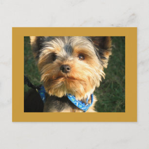 I Love Yorkies Postcard