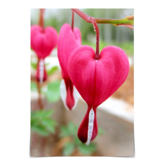 I Love You Bleeding Heart Flower Card (Creator Uploaded)