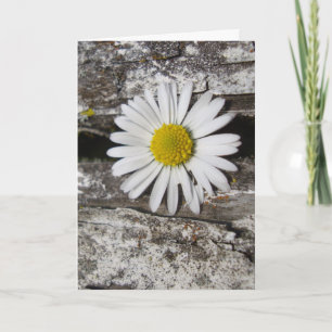 I Love You, Daisy and Old Wood Photograph Card