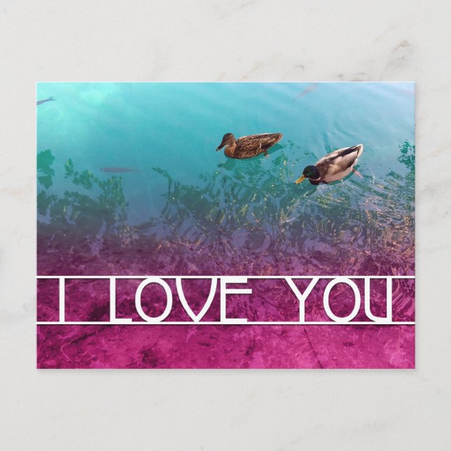 i love you : pair of ducks postcard (Front)