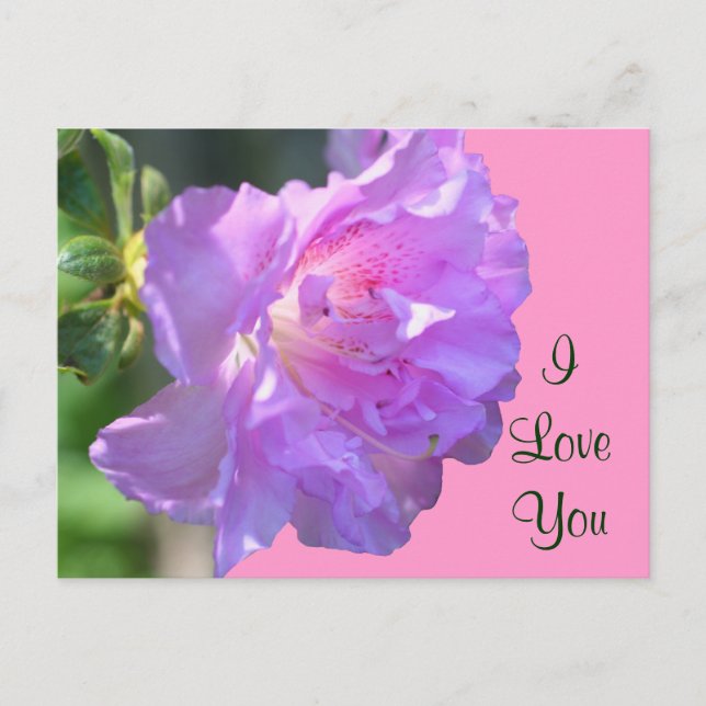 I Love You Pink Azalea Flower Photo Postcard (Front)