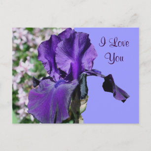 I Love You Purple Iris Flower Photo Postcard