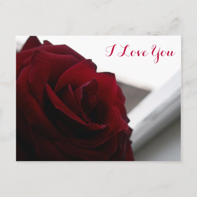 I Love You (Red Rose) Postcard (Front)