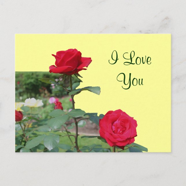 I Love You Red Roses Flower Photo Postcard (Front)