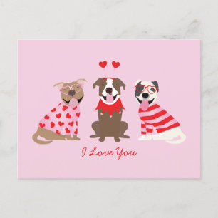 I Love You Valentines American Pit Bull Terriers Postcard