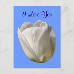 I Love You White Tulip Flower Photo Postcard