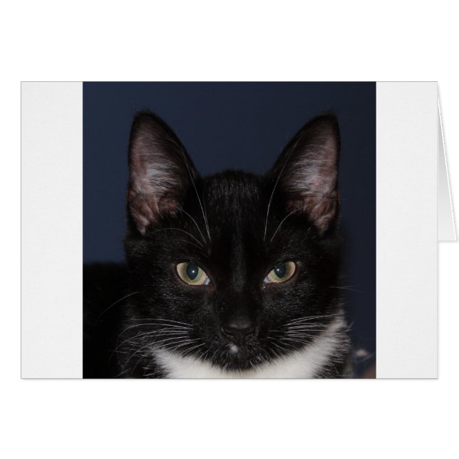 I LUV CATZ (Front Horizontal)