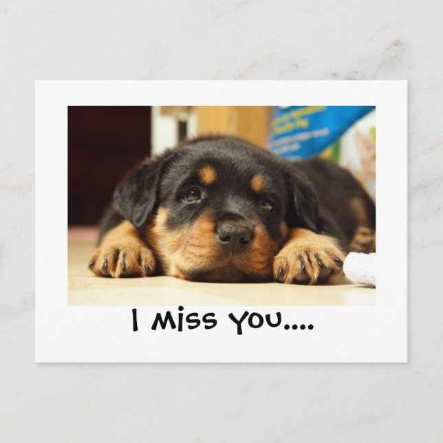 I miss you pubby postcard (Front)