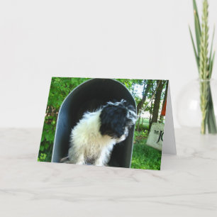 I Miss You Puppy in Mailbox Card