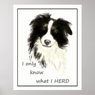 "I only know what I HERD" "Border Collie" quote Poster