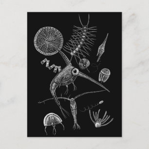I ❤ PLANKToN Postcard