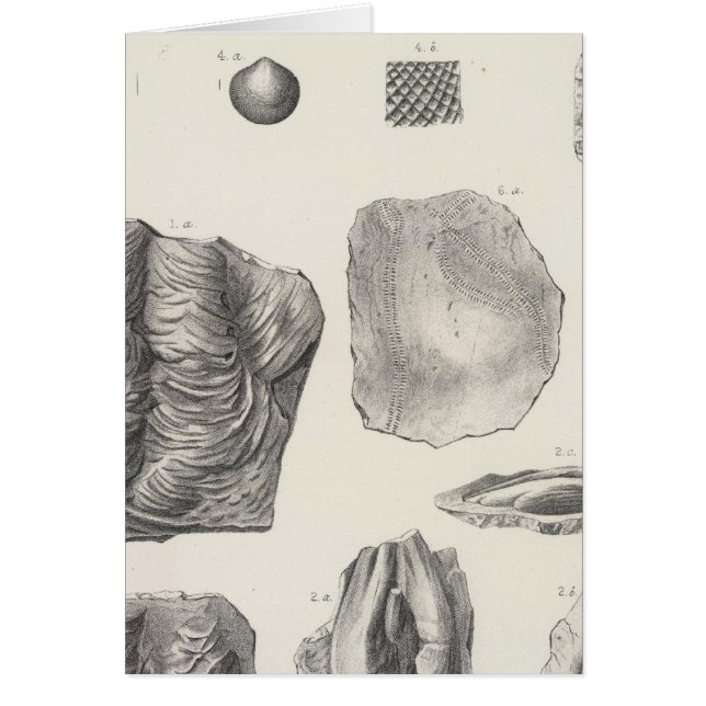 I Primordial period (Front)