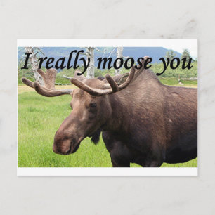 I really moose you: Alaskan moose Postcard