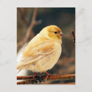 I See Spring Postcard