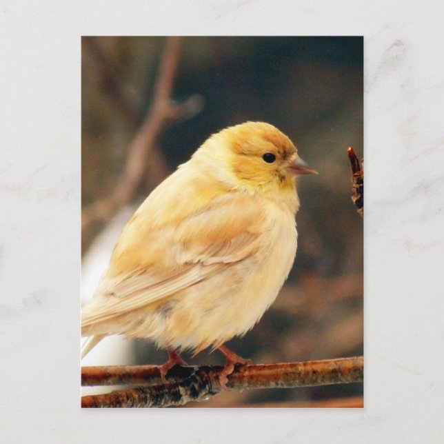 I See Spring Postcard (Front)