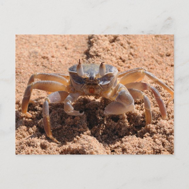 I see you - crab at the beach close up postcard (Front)