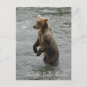 I see you fishy, Brooks Falls Alaska  Postcard
