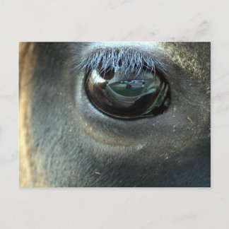 I see you, Jersey Cow eye Postcard