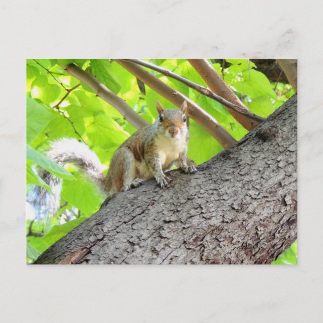 I See You Squirrel Postcard (Front)